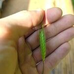 Triticum monococcum Fula