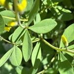 Baptisia sphaerocarpa Levél