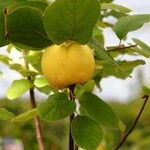 Cydonia oblonga Yeri