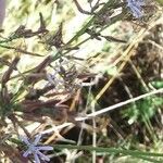 Lactuca inermis Elinympäristö