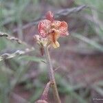 Eulophia reticulata Flor