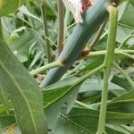 Romneya coulteri പുറംതൊലി