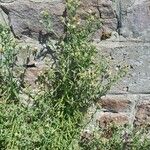 Pseudognaphalium undulatum Floro