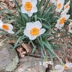 Narcissus tazettaFloro