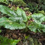 Dorstenia contrajerva Leaf