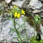 Erysimum pseudorhaeticum Blüte