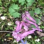 Corydalis × hausmannii Λουλούδι