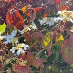 Viburnum plicatumFloare