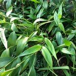 Sobralia macrantha cv. 'Alba' Habitus