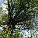 Salix lucida Habitat