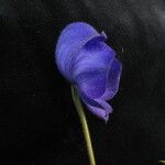 Aconitum hookeri অভ্যাস