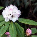 Rhododendron pachytrichum Λουλούδι