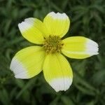 Bidens aurea Flower