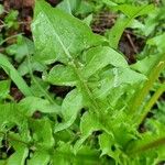 Taraxacum dissectum Лист