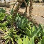 Agave attenuata পাতা