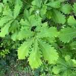 Quercus mongolica Leaf