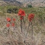 Aloe ellenbeckii
