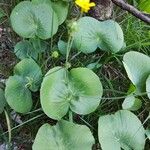 Ranunculus thora Habit