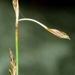 Carex firma Owoc