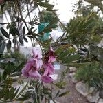 Virgilia oroboides Flower
