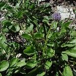 Globularia vulgaris Likasa
