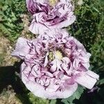 Papaver somniferumBlüte