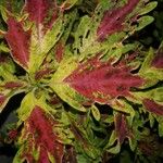 Solenostemon scutellarioides Leaf