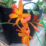 Crocosmia aurea Flor