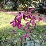 Salvia involucrata Кветка