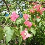 Bougainvillea spectabilisFlower