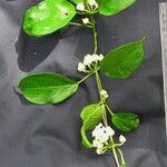 Mendoncia brenesii Other