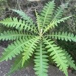 Sonchus canariensis Blatt