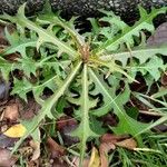 Lactuca indica Hoja