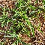 Commelina africana Leaf