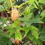 Philodendron pedatum Foglia