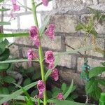 Angelonia biflora Floare