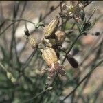 Silene douglasii Habitus