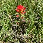 Castilleja affinis Hábito