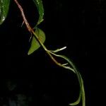 Anthurium scandens Іншае