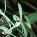 Cymbidium lancifolium 花