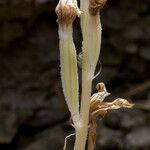 Cephalanthera austiniae Flower