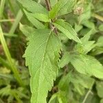 Eupatorium cannabinum Ліст