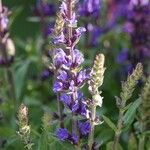 Salvia nemorosa Alkat (teljes növény)