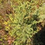 Picea mariana Blatt