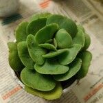 Echeveria australis Leaf