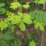 Rosa omeiensis Blatt