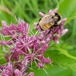 Eutrochium maculatum Blomst