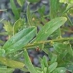 Genista tinctoria List