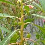 Hydrocera triflora Fruit