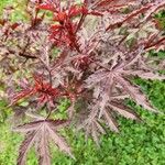 Hibiscus acetosella Blatt